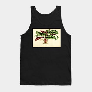 Calathea ornata - Botanical illustration Tank Top